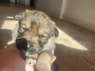 Mixed Breed dogs Mixed Breed Puppy 2 - Ad 4