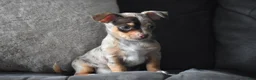 Chihuahua dogs for sale: Sprout - Ad 5