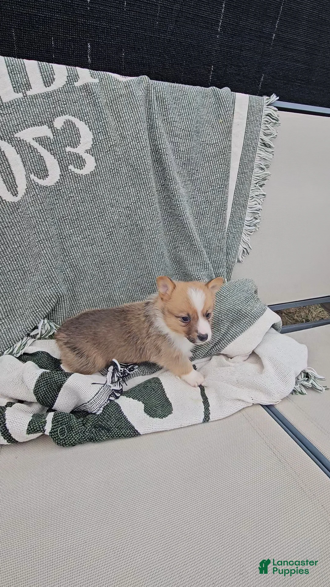 Mixed Breed dogs for sale: Reggie - Ad 5