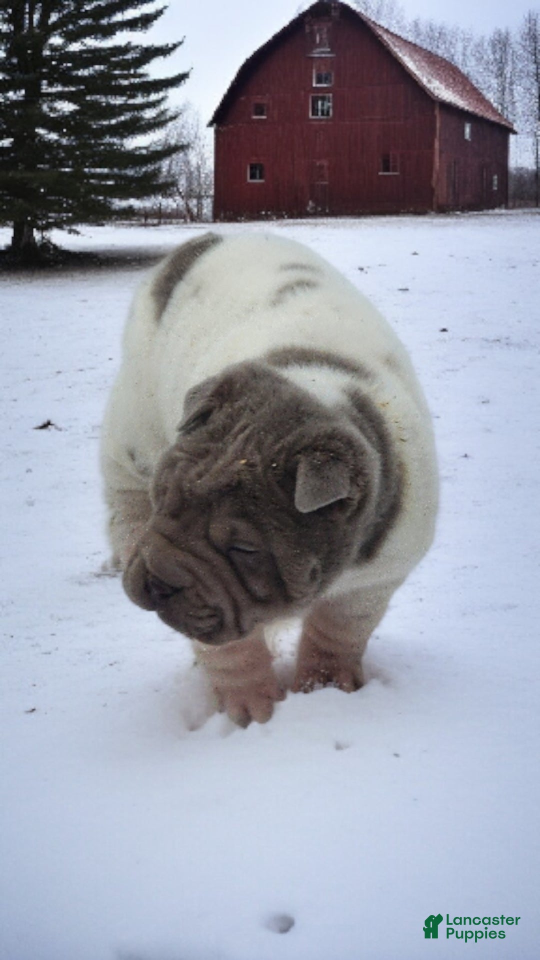 Shar Pei dogs for sale: Lilly lilac flower mini  - Ad 18