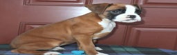Boxer dogs for sale: Tyson - Champ lines - Ad 3