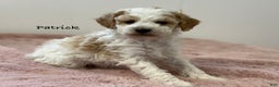 Mini Goldendoodle dogs for sale: Patrick  - Ad 1