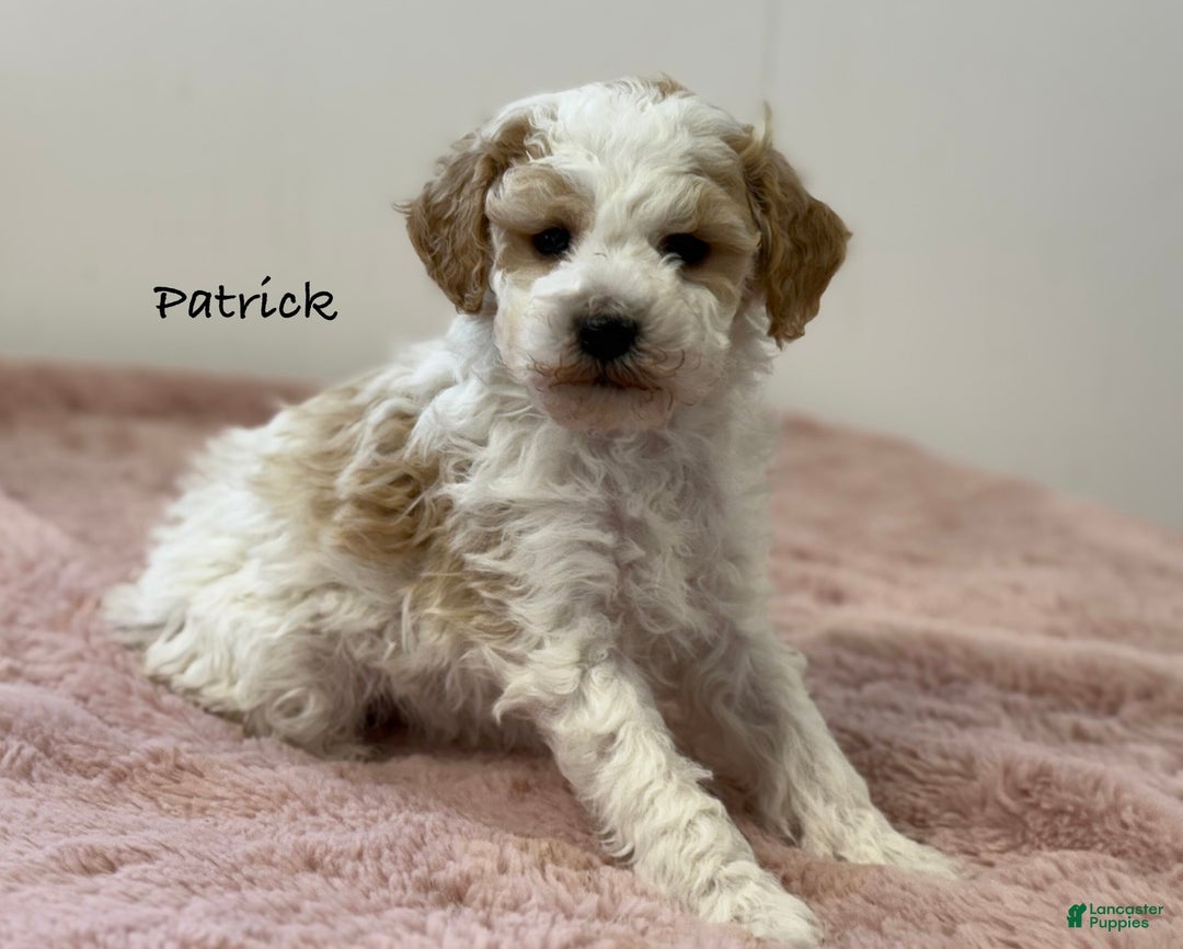 Mini Goldendoodle dogs for sale: Patrick  - Ad 1