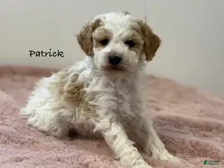 Mini Goldendoodle dogs Patrick - Ad 8