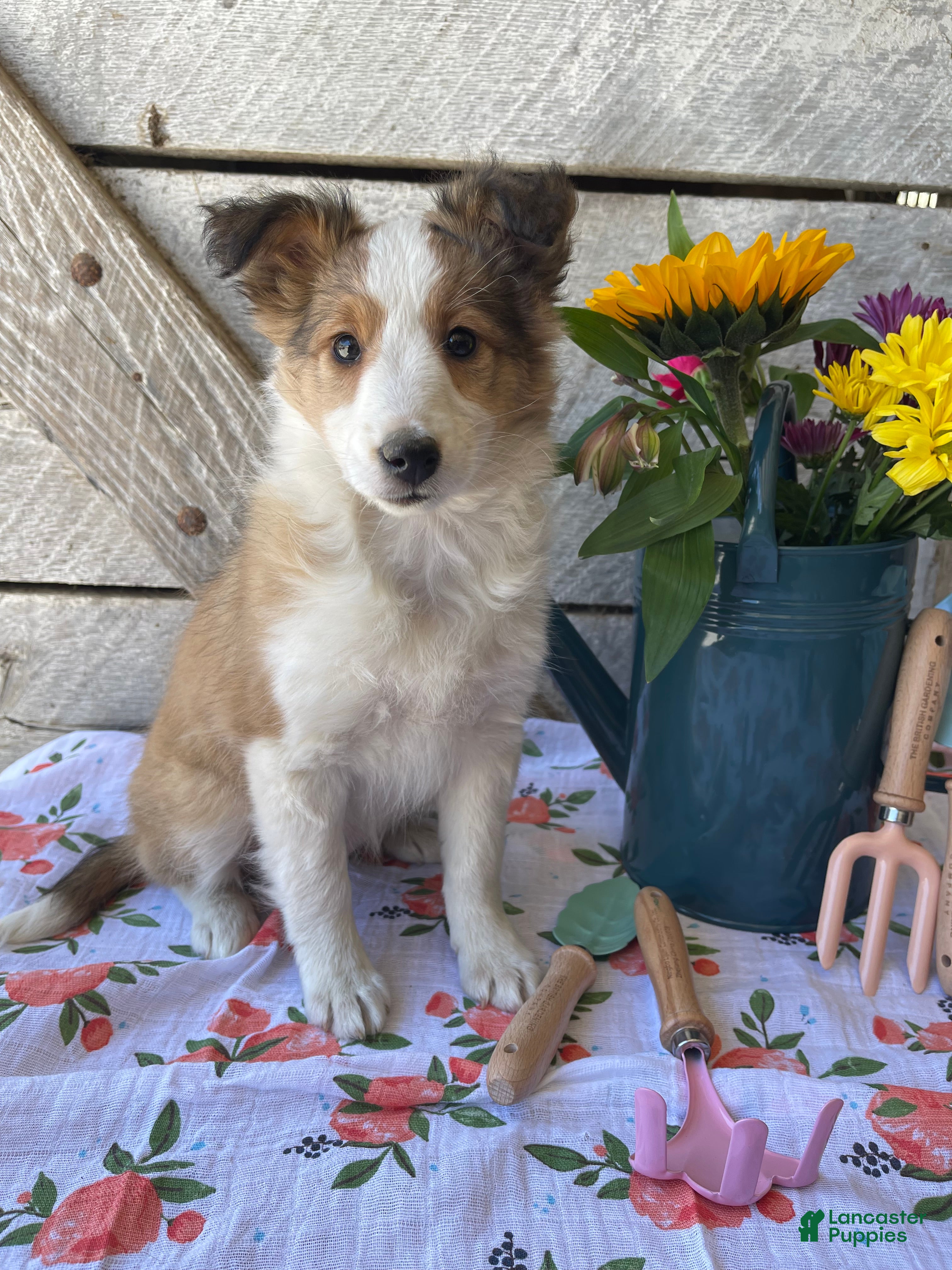 Shetland Sheepdog dogs BLOOM - Ad 2
