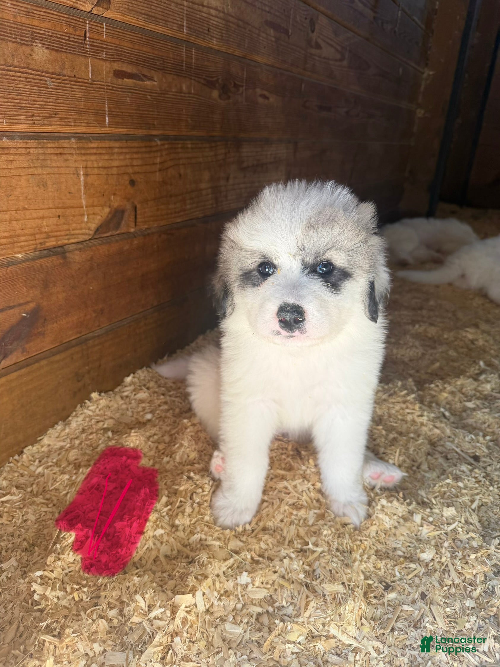 Great Pyrenees dogs Pink - Ad 11