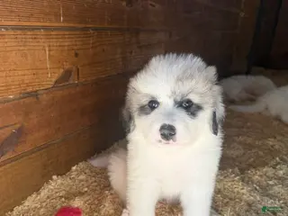 Great Pyrenees dogs Pink - Ad 11