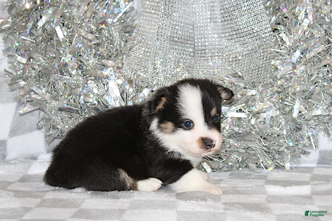 Welsh Corgi Pembroke dogs for sale: Carlotta - Ad 24