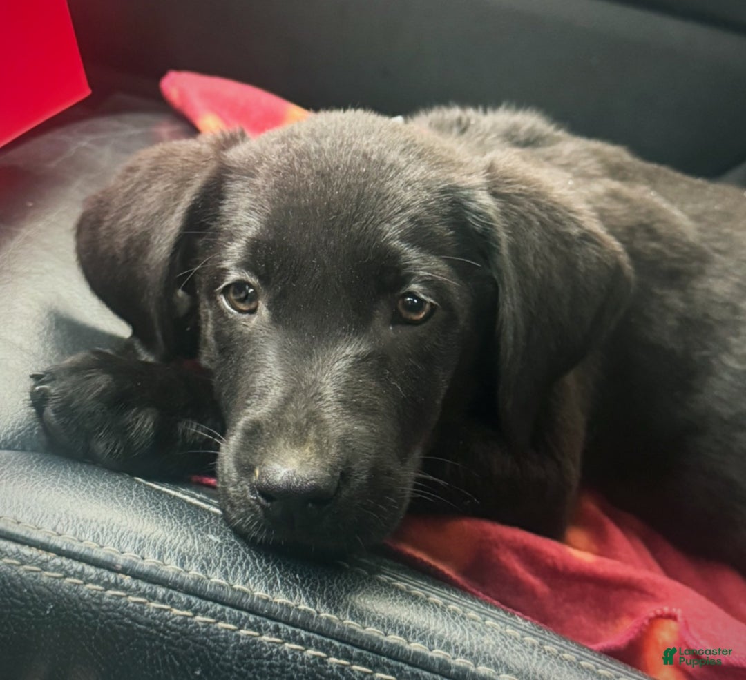 Labrador Retriever dogs for sale: Labrador Retriever Puppy 1 - Ad 7