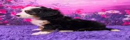 Mini Bernedoodle dogs for sale: Hendrix - Ad 3