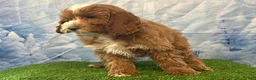 Cockapoo dogs for sale: Teddy - Ad 2