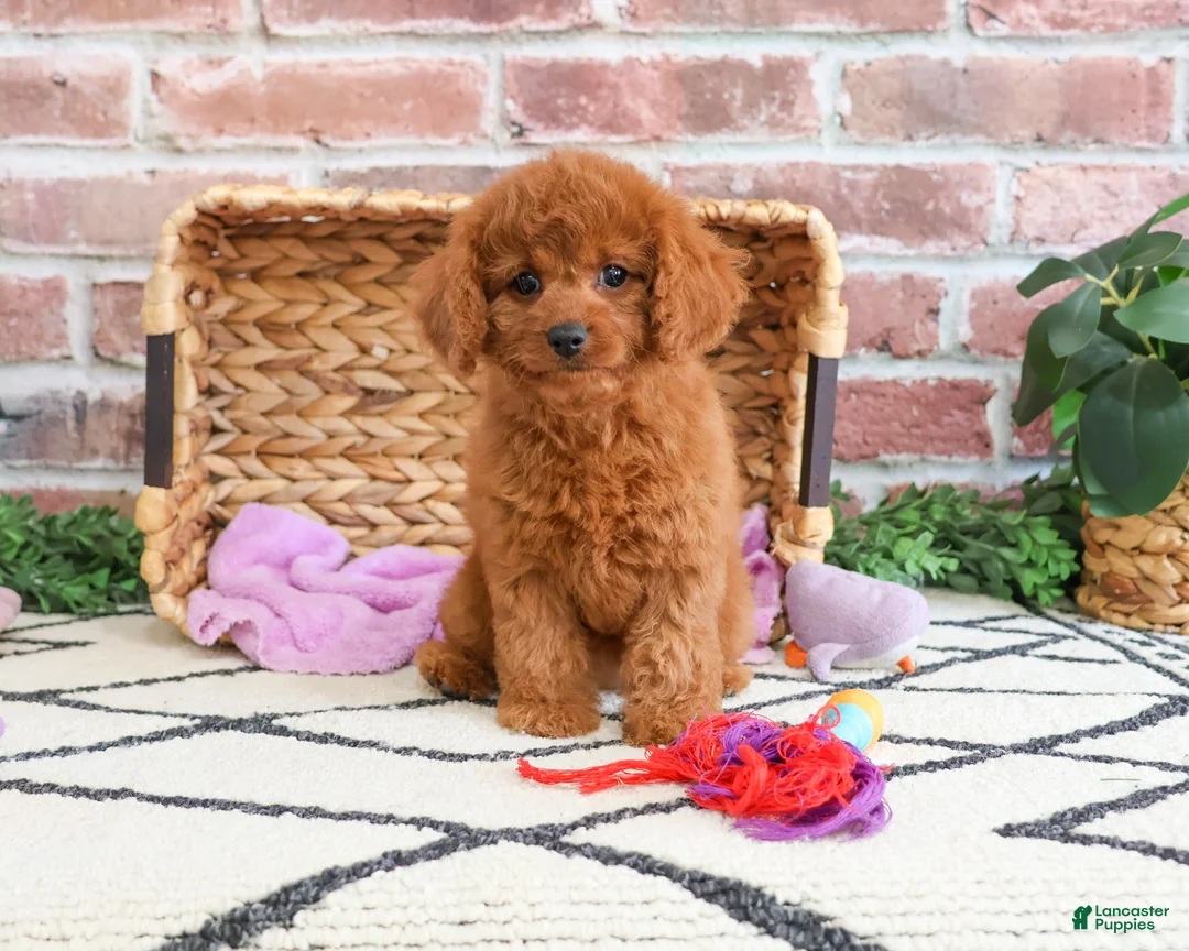 Cavapoo dogs for sale: Beauty  - Ad 5