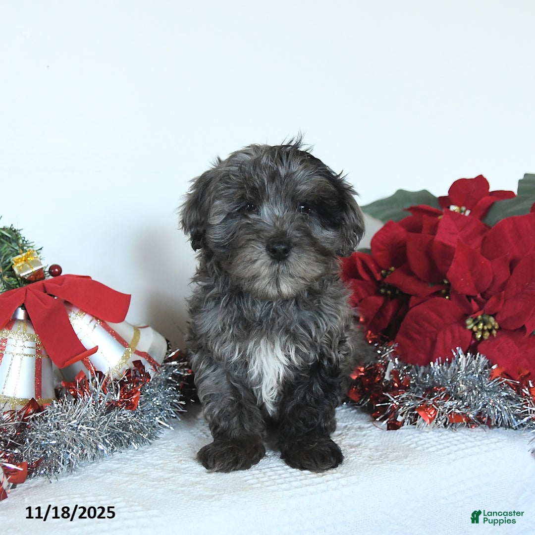 Yorkiepoo dogs for sale: Lemmy - Ad 4
