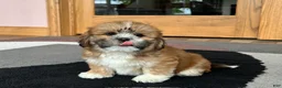 Lhasa Apso dogs for sale: Lacie - Ad 6