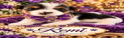 Yorkshire Terrier dogs for sale: Remi | Yorkshire Terrier 6 - Ad 2