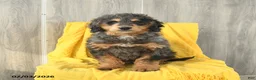 Mini Bernedoodle dogs for sale: Sawyer - Ad 5