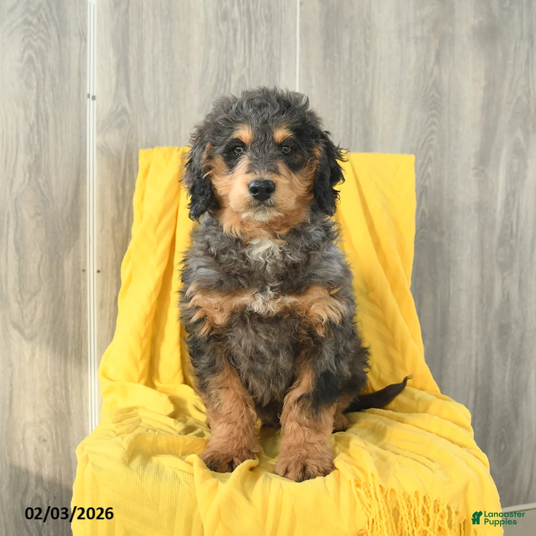 Mini Bernedoodle dogs for sale: Sawyer - Ad 5
