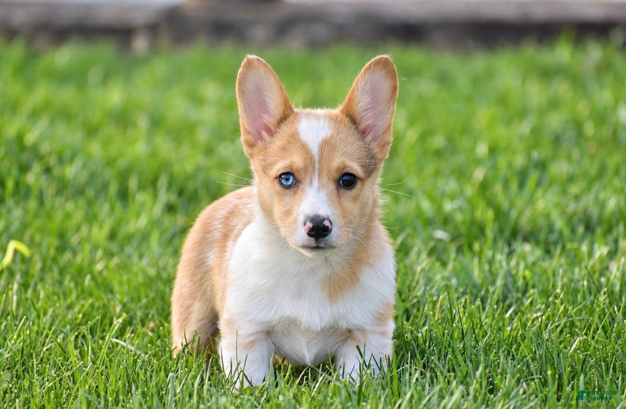 Welsh Corgi Pembroke dogs for sale: Tabitha - Ad 2