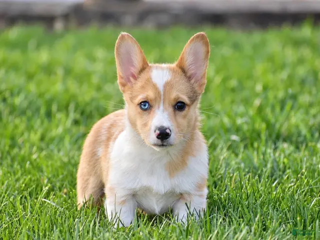 Welsh Corgi Pembroke dogs for sale: Tabitha - Ad 2