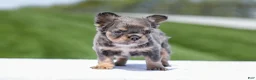 French Bulldog dogs for sale: Jason - Ad 4