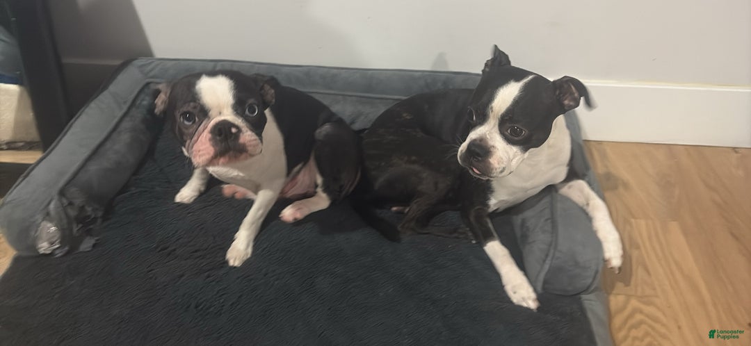 Mixed Breed dogs for sale: Mixed Breed Puppy 2 - Ad 4