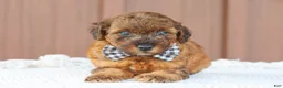 Toy Poodle dogs for sale: Hunter - Ad 5