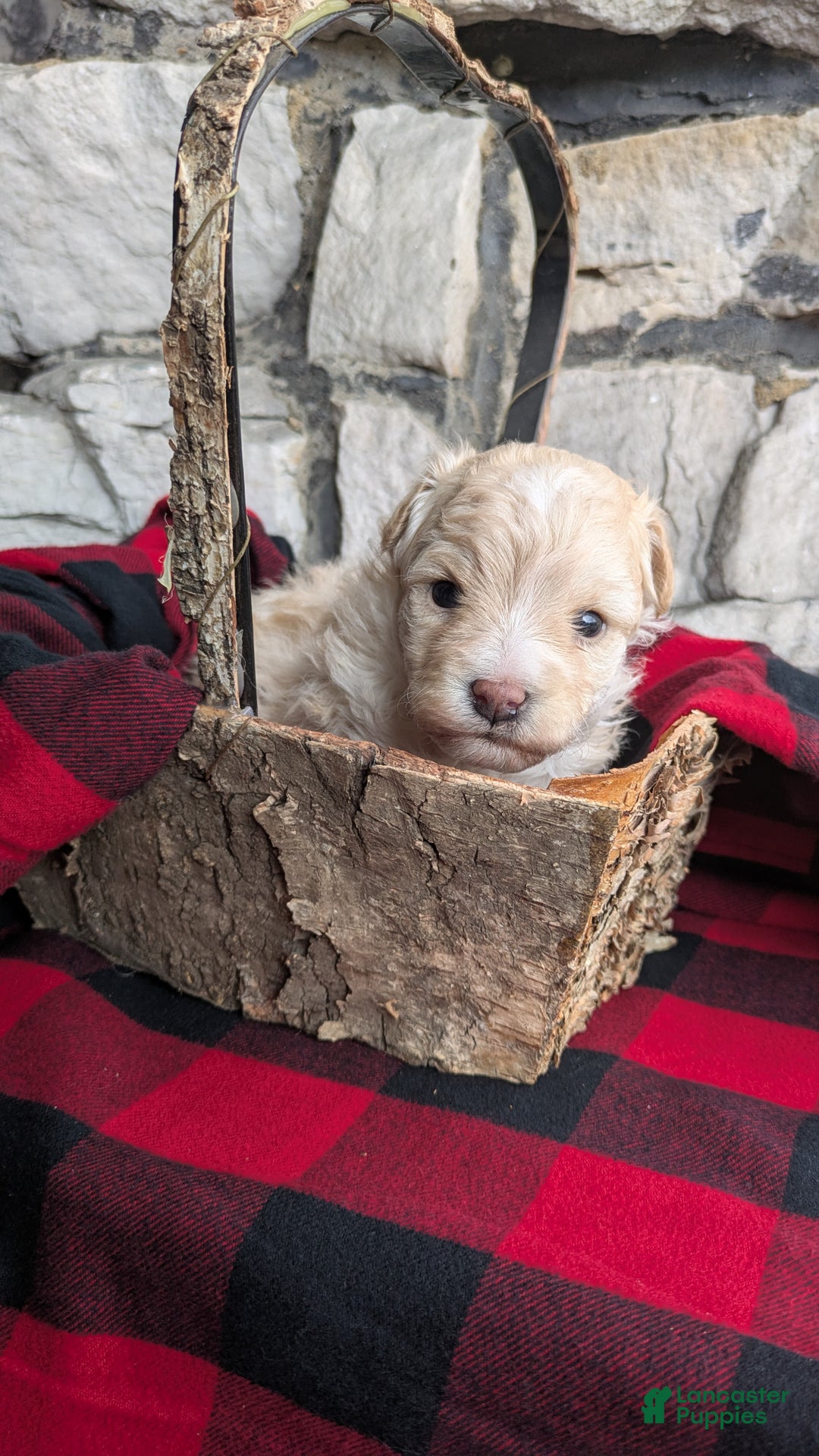 Mini Bernedoodle dogs for sale: Mini Bernedoodle Puppy 1 - Ad 5
