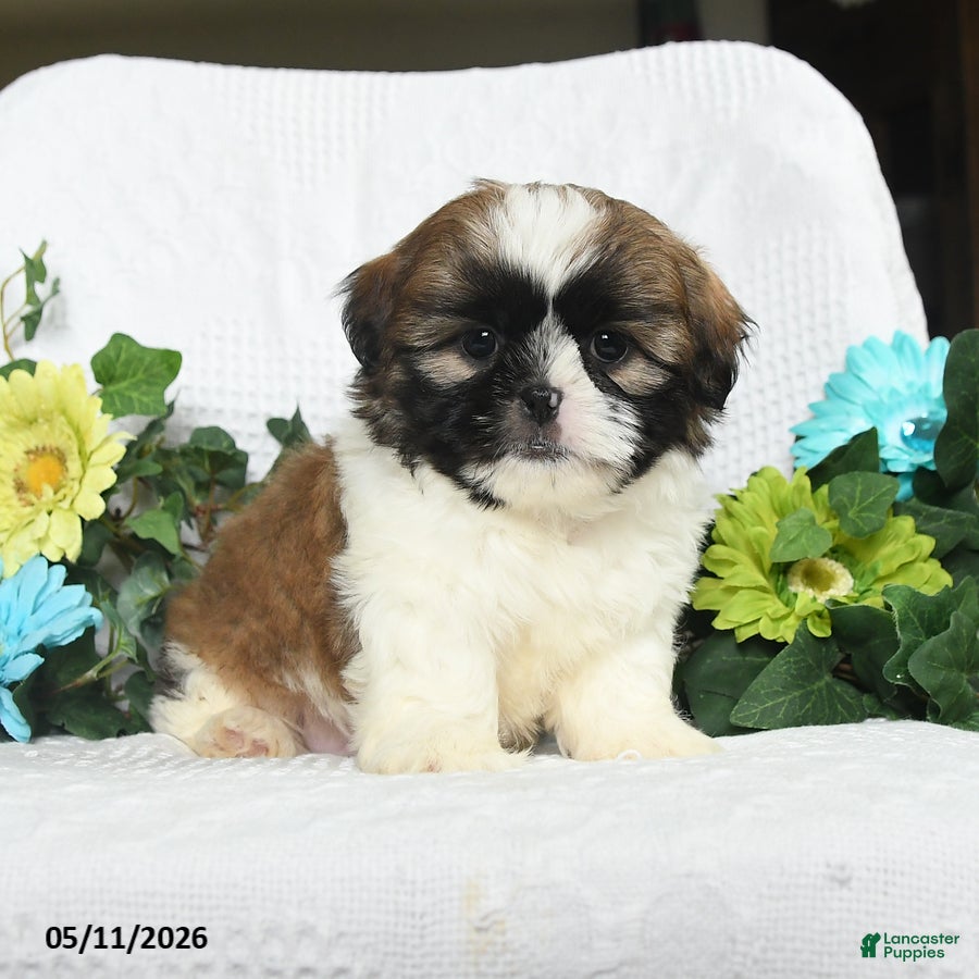 Shih Tzu dogs Justin - Ad 1