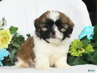 Shih Tzu dogs for sale: Justin - Ad 1