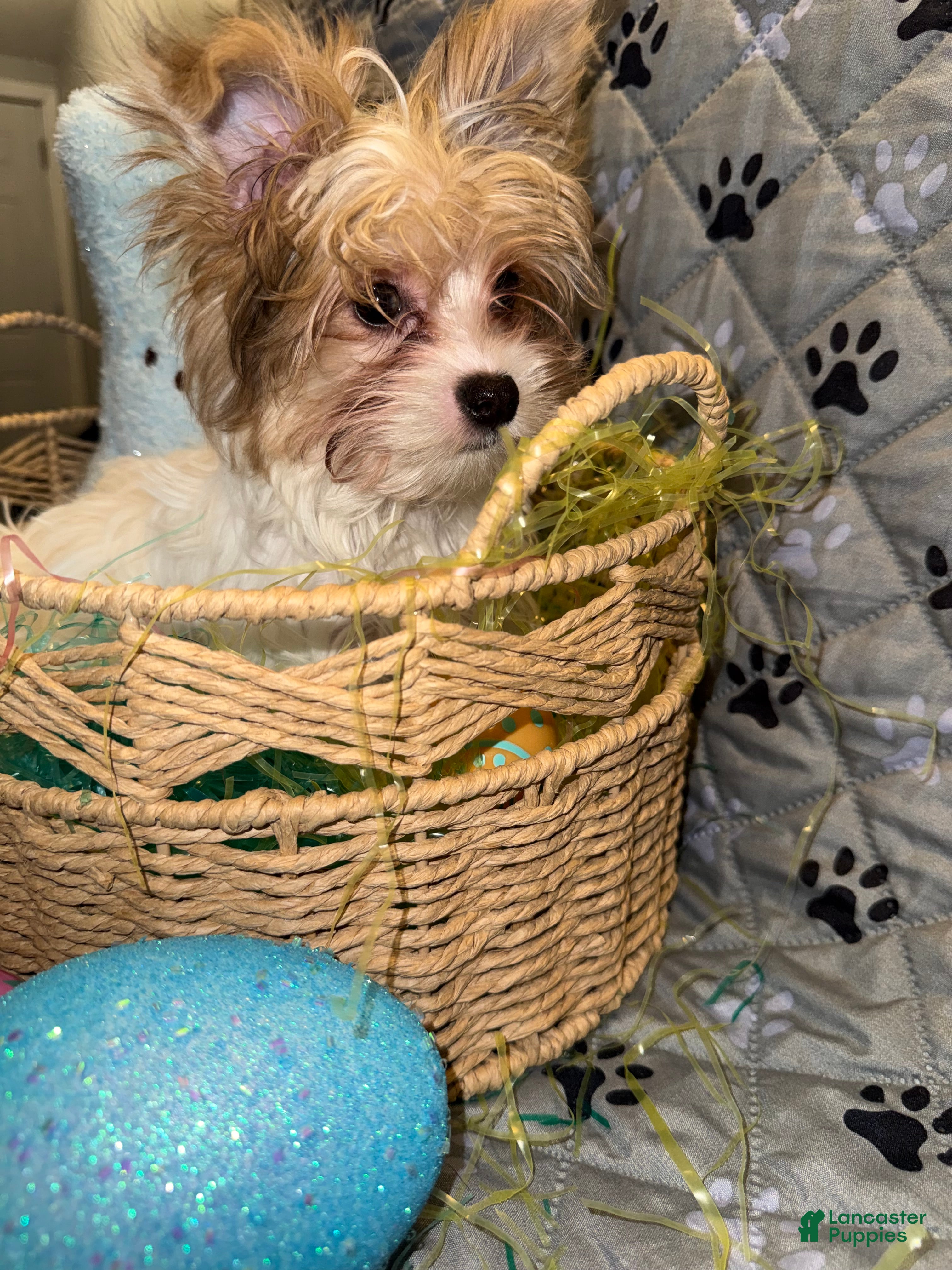 Yorkshire Terrier dogs for sale: Blaze - Ad 7