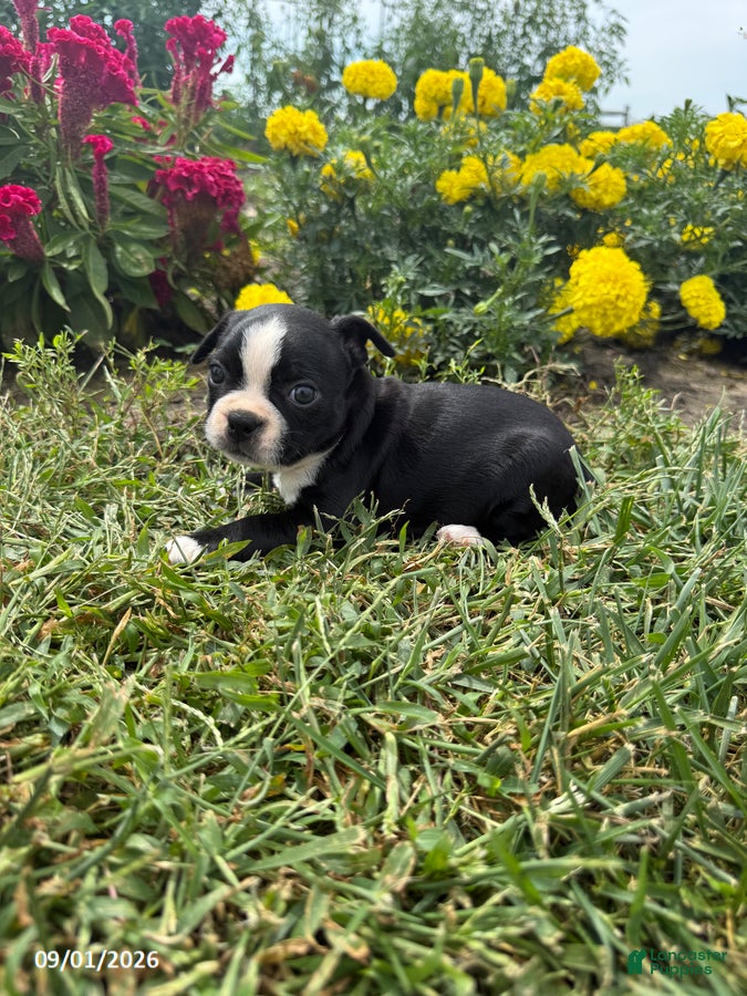 Boston Terrier dogs Tracy - Ad 1