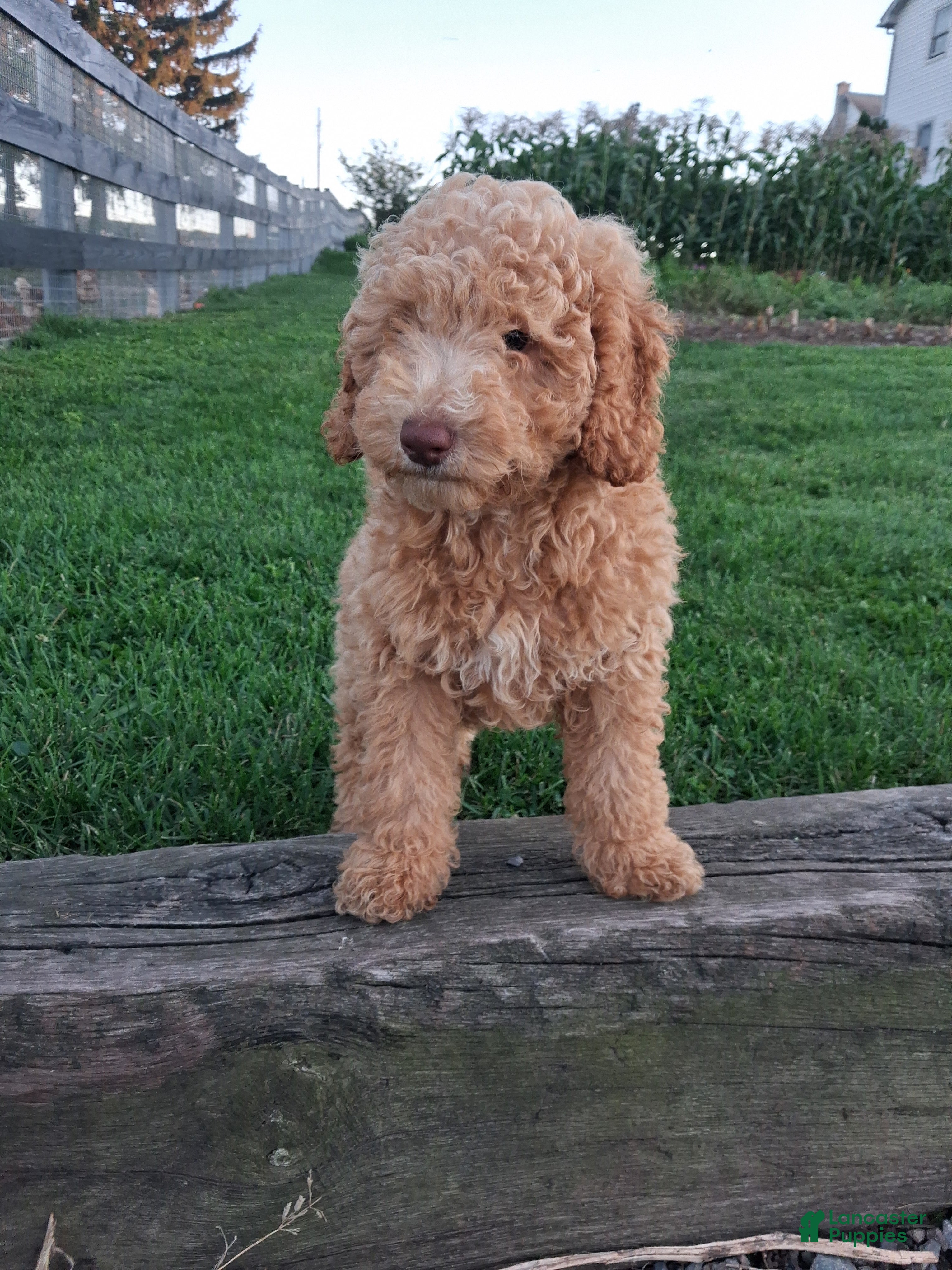 Miniature Poodle dogs Alex - Ad 2