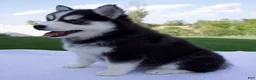 Pomsky dogs for sale: Sadie - Ad 3