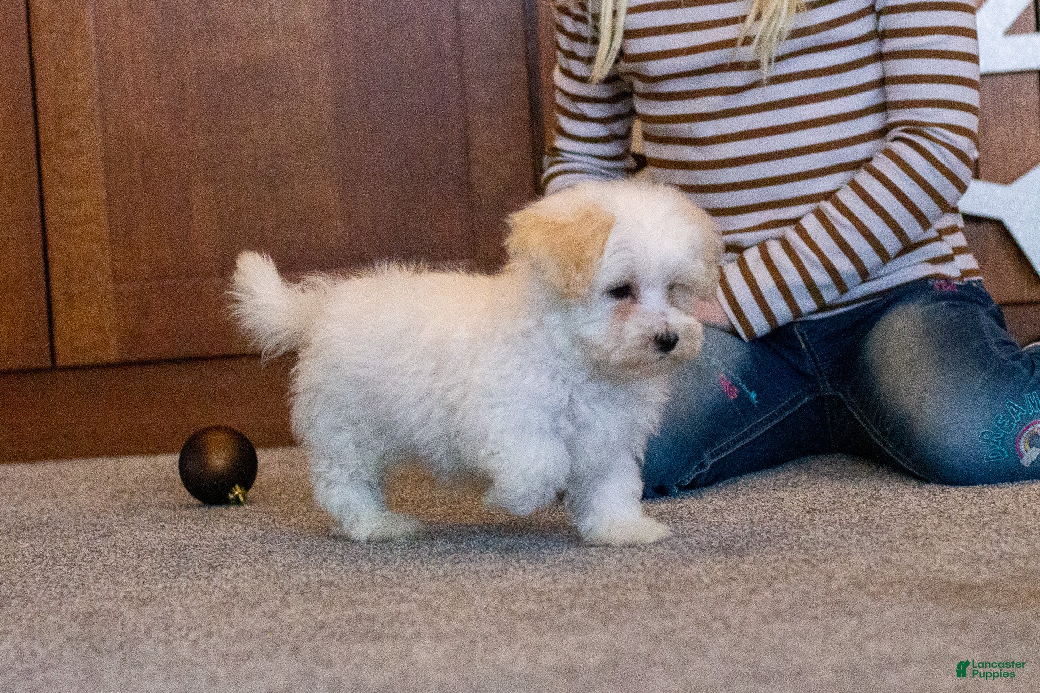 Maltipoo dogs Frosty  - Ad 5