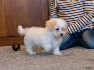 Maltipoo dogs Frosty - Ad 24