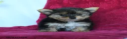 Yorkshire Terrier dogs for sale: Rain - Ad 5