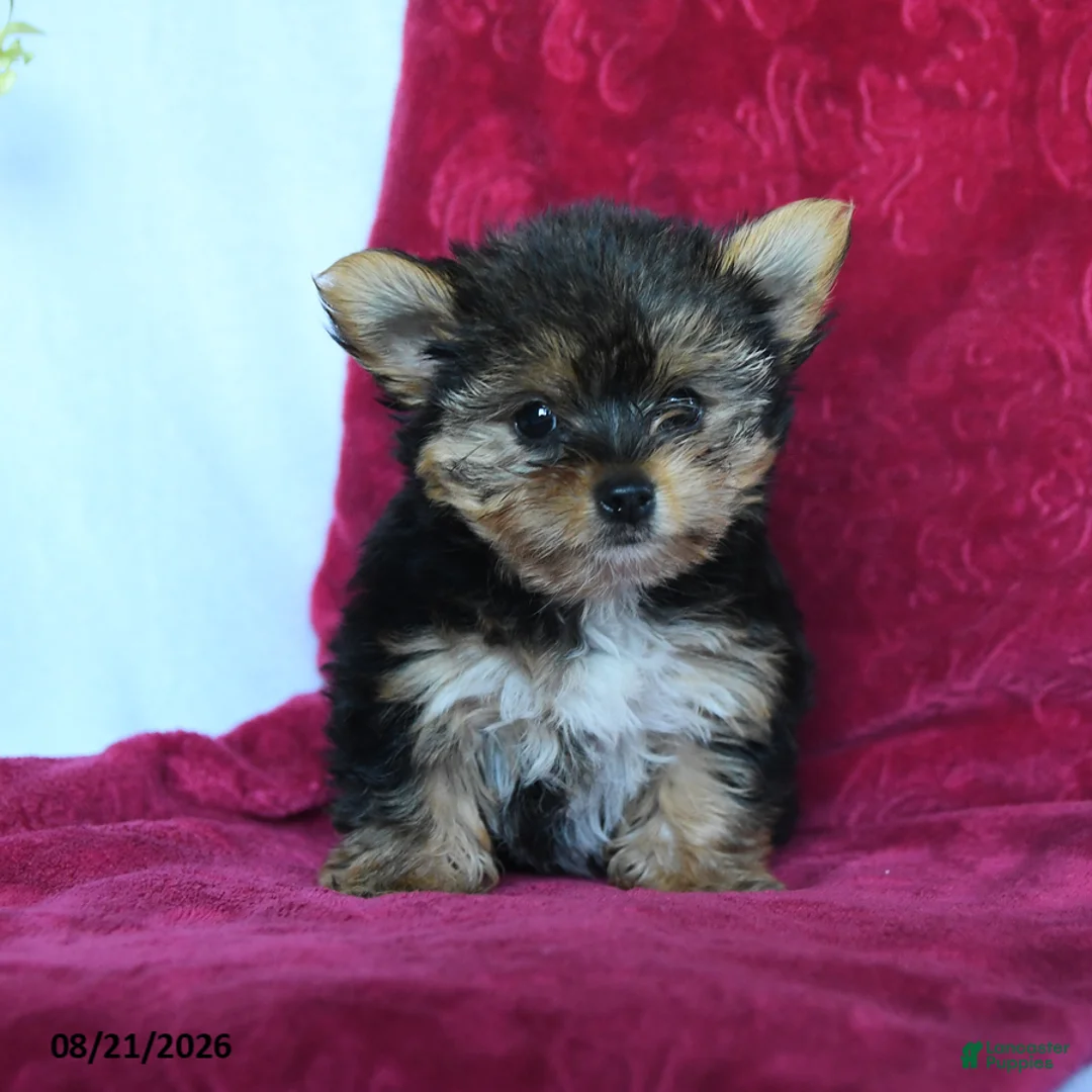 Yorkshire Terrier dogs for sale: Rain - Ad 5