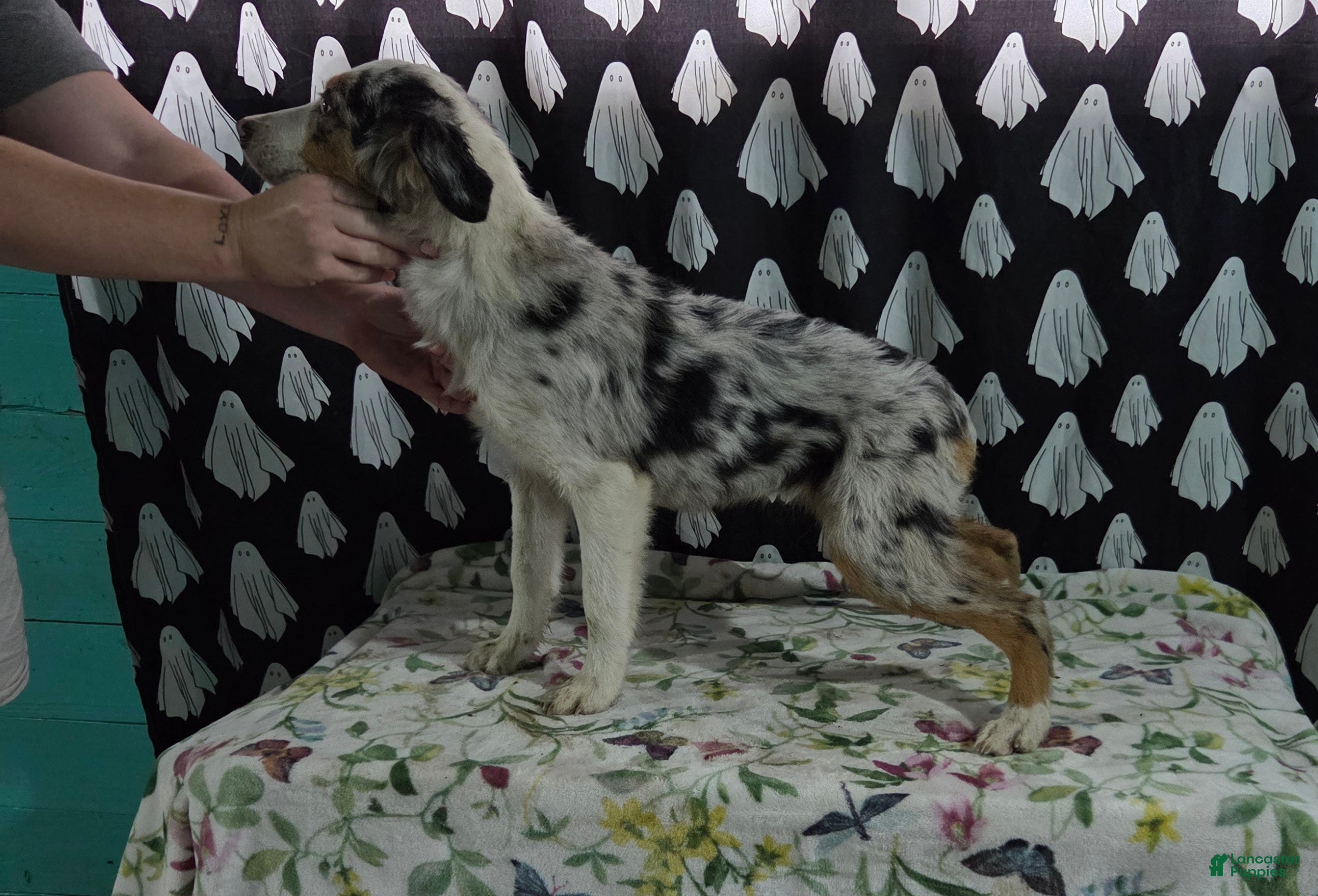 Australian Shepherd