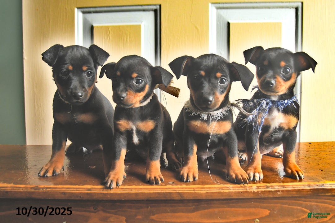 Mixed Breed dogs for sale: Ganaderma - Ad 3