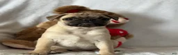 Pug dogs for sale: Parley - Ad 8