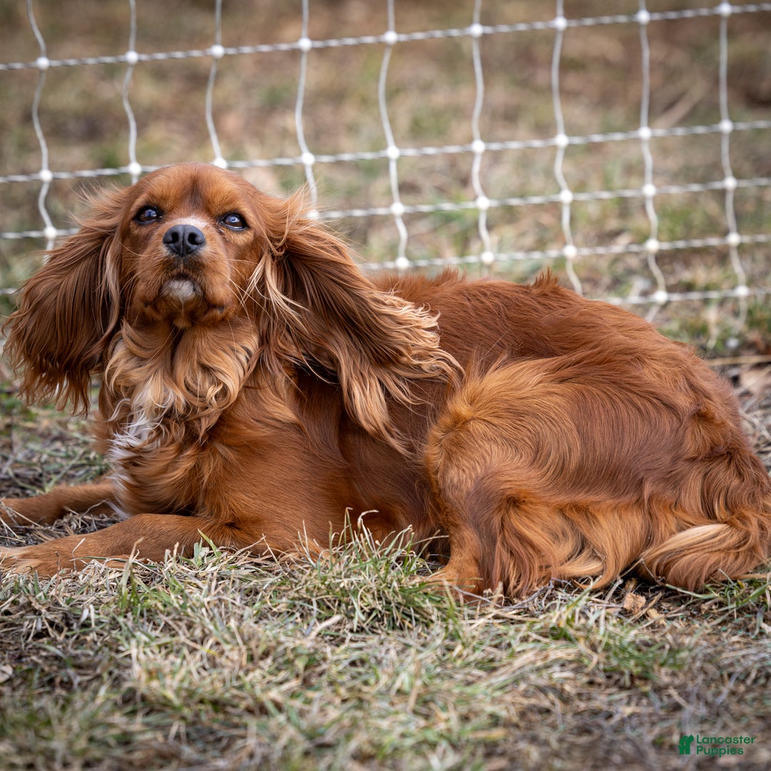 Cavalier King Charles Spaniel dogs for sale: Cash - Ad 14