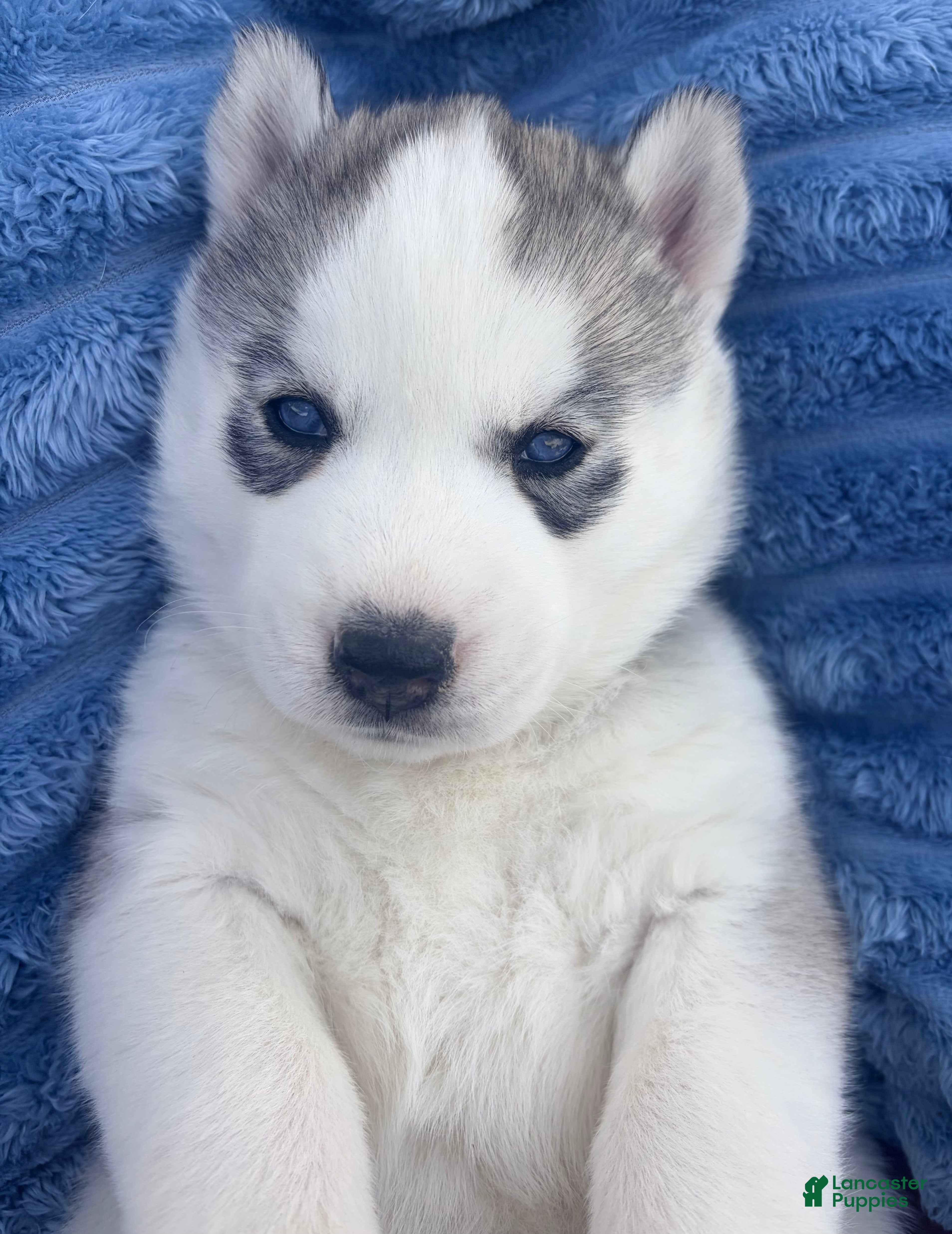 Siberian Husky dogs for sale:  Valkiera - Ad 4