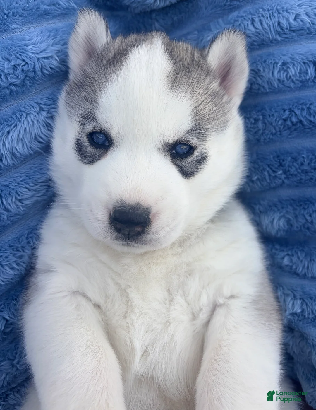 Siberian Husky dogs for sale:  Valkiera - Ad 1
