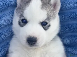 Siberian Husky dogs for sale: Valkiera - Ad 4