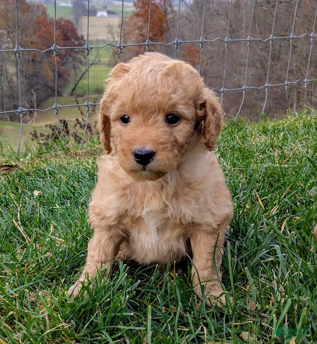 Mini Goldendoodle dogs for sale: Oscar - Ad 5