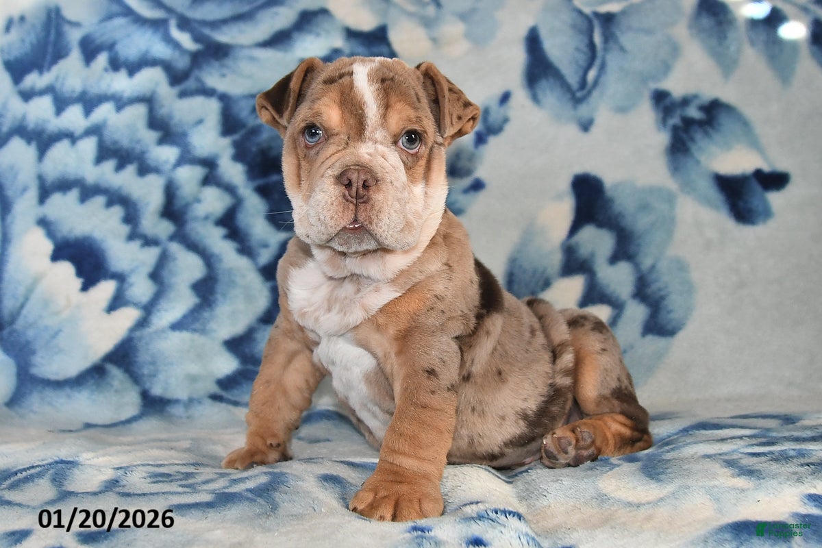 Beabull dogs Truffles  - Ad 2