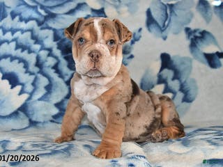 Beabull dogs Truffles - Ad 17