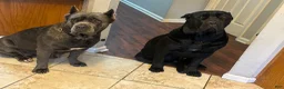 Cane Corso dogs for sale: Cane Corso Puppy 1 - Ad 2
