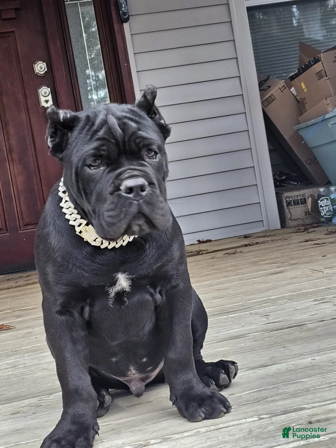 Cane Corso dogs for sale: ZEUS - Ad 32