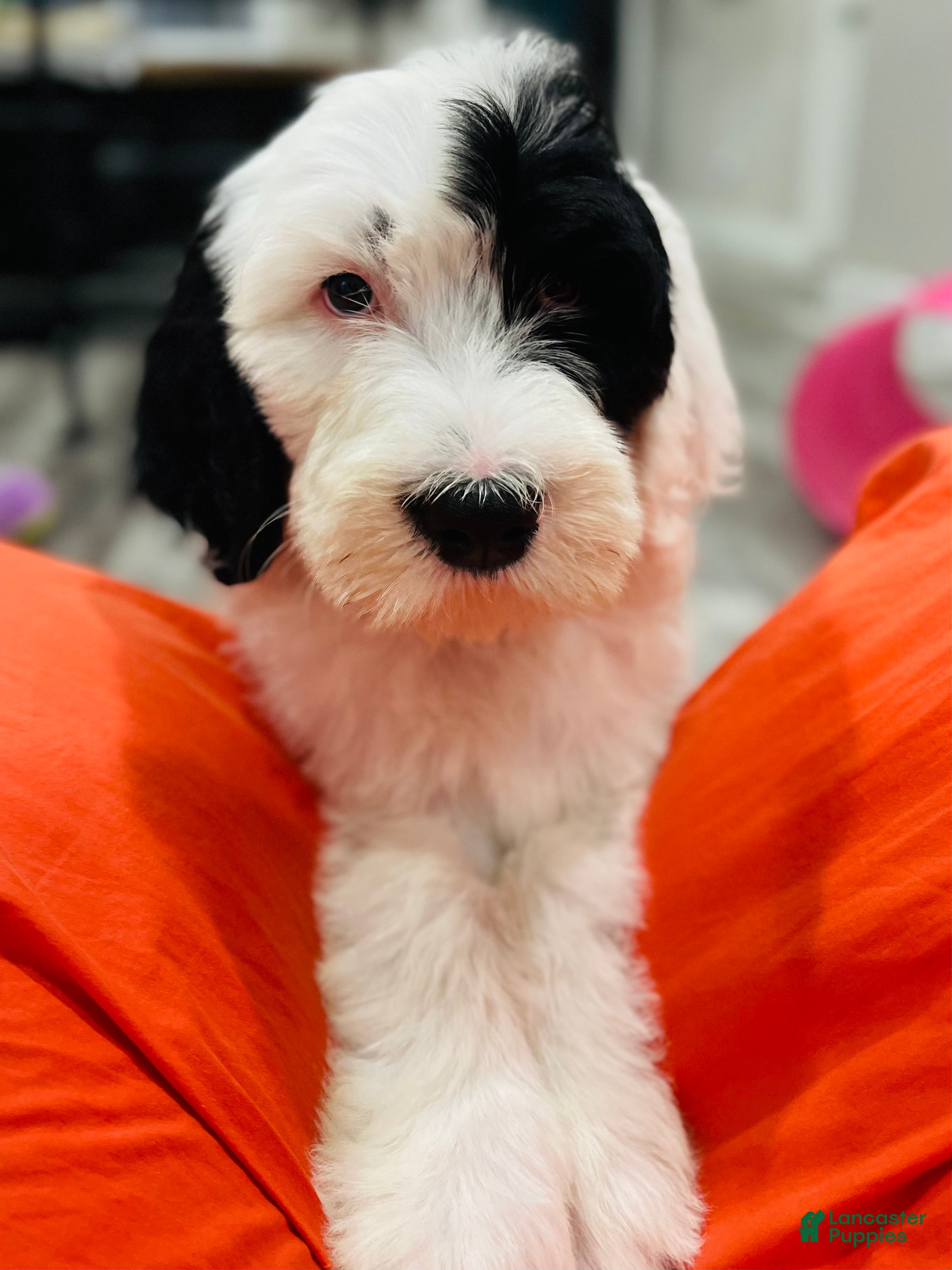 Sheepadoodle dogs Bandit  - Ad 12